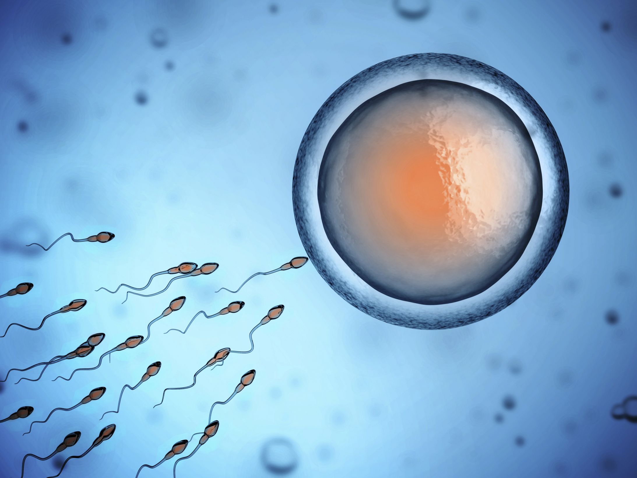 Template meme Sperm and Egg Fertilization