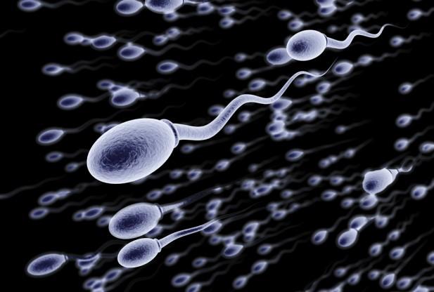 Template meme sperm swimming