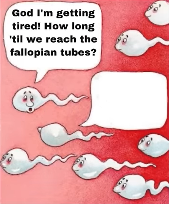 Template meme Sperm We're In