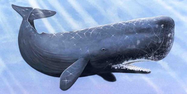 Template meme sperm whale