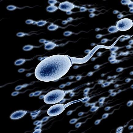 spermatozoon meme template