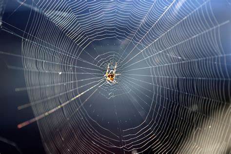 Plantilla de meme Spiderweb