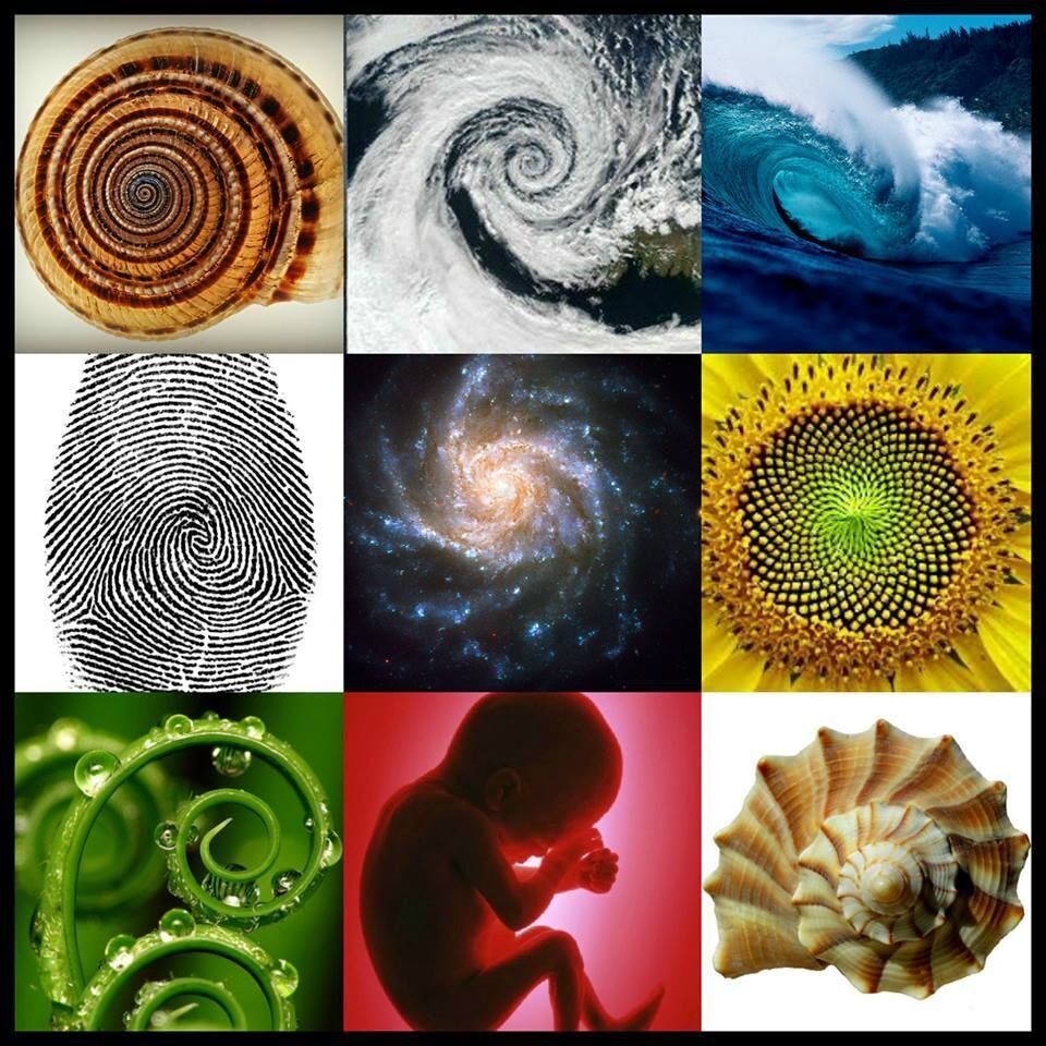 Plantilla de meme Spirals in Nature