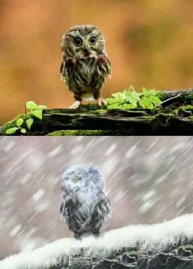 Plantilla de meme spring winter owl