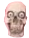 Plantilla de meme springadingdong ass skull emoji