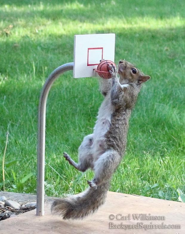 Plantilla de meme Squirrel basketball