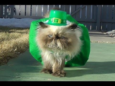 Template meme St Patrick's day birthday cat