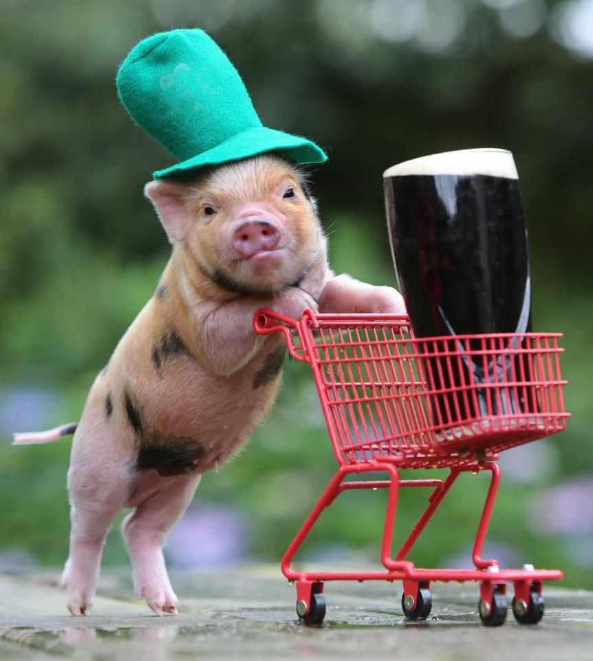 Plantilla de meme St. Patrick's Pig