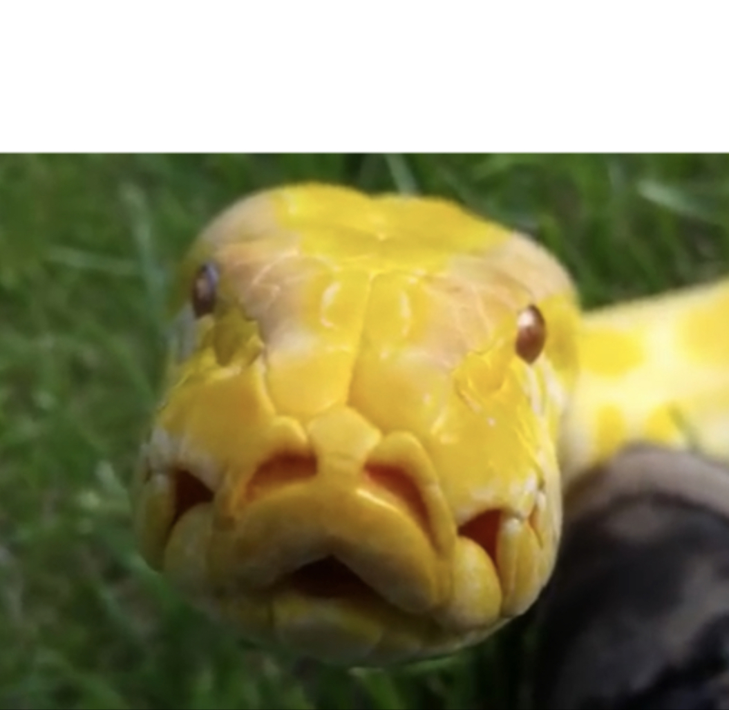 Plantilla de meme Staring Burmese python