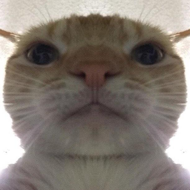 Plantilla de meme Staring Cat/Gusic