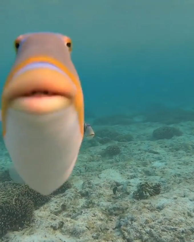 Plantilla de meme staring fish meme