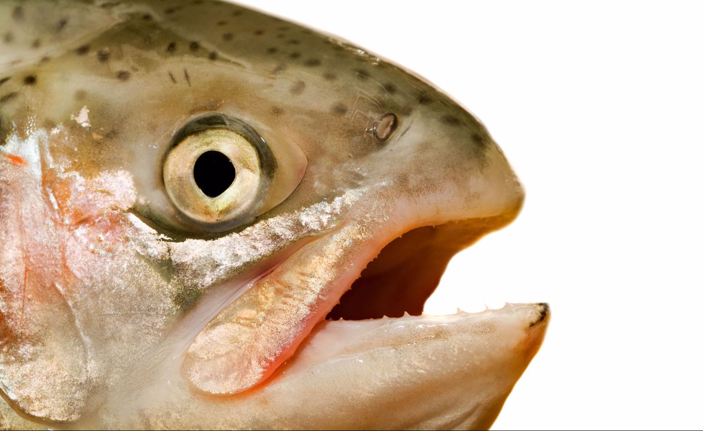 Plantilla de meme Statement salmon