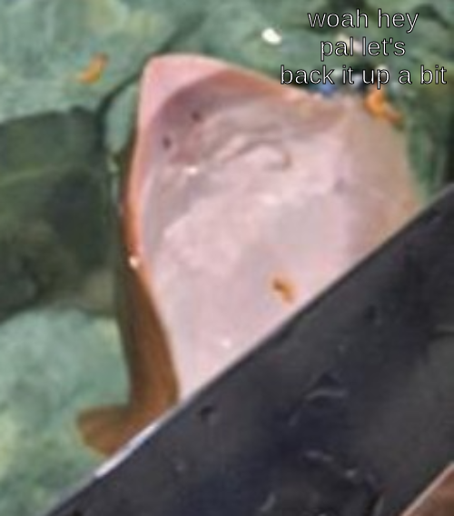 Plantilla de meme stingray back it up