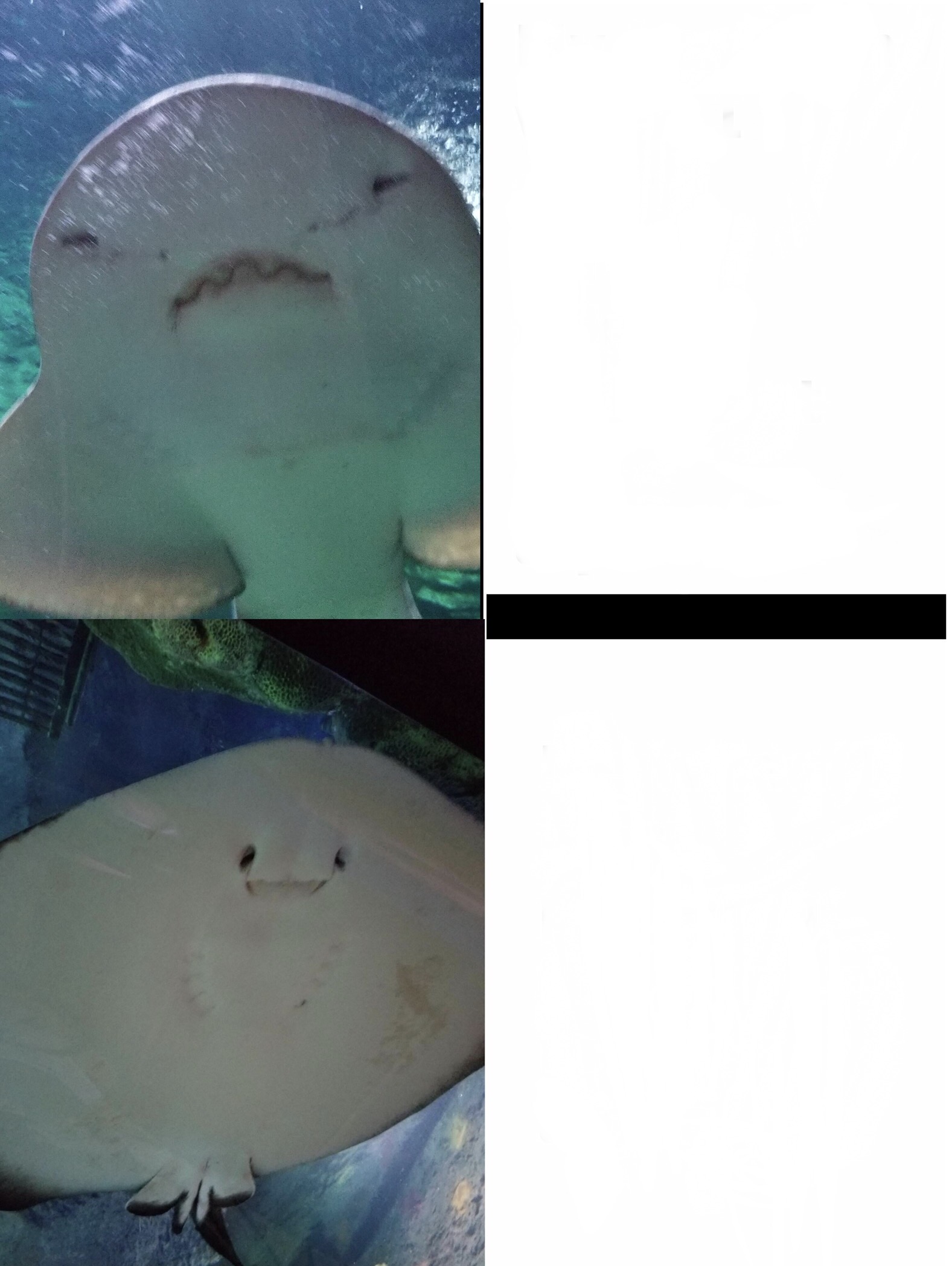 Plantilla de meme Stingray Drake