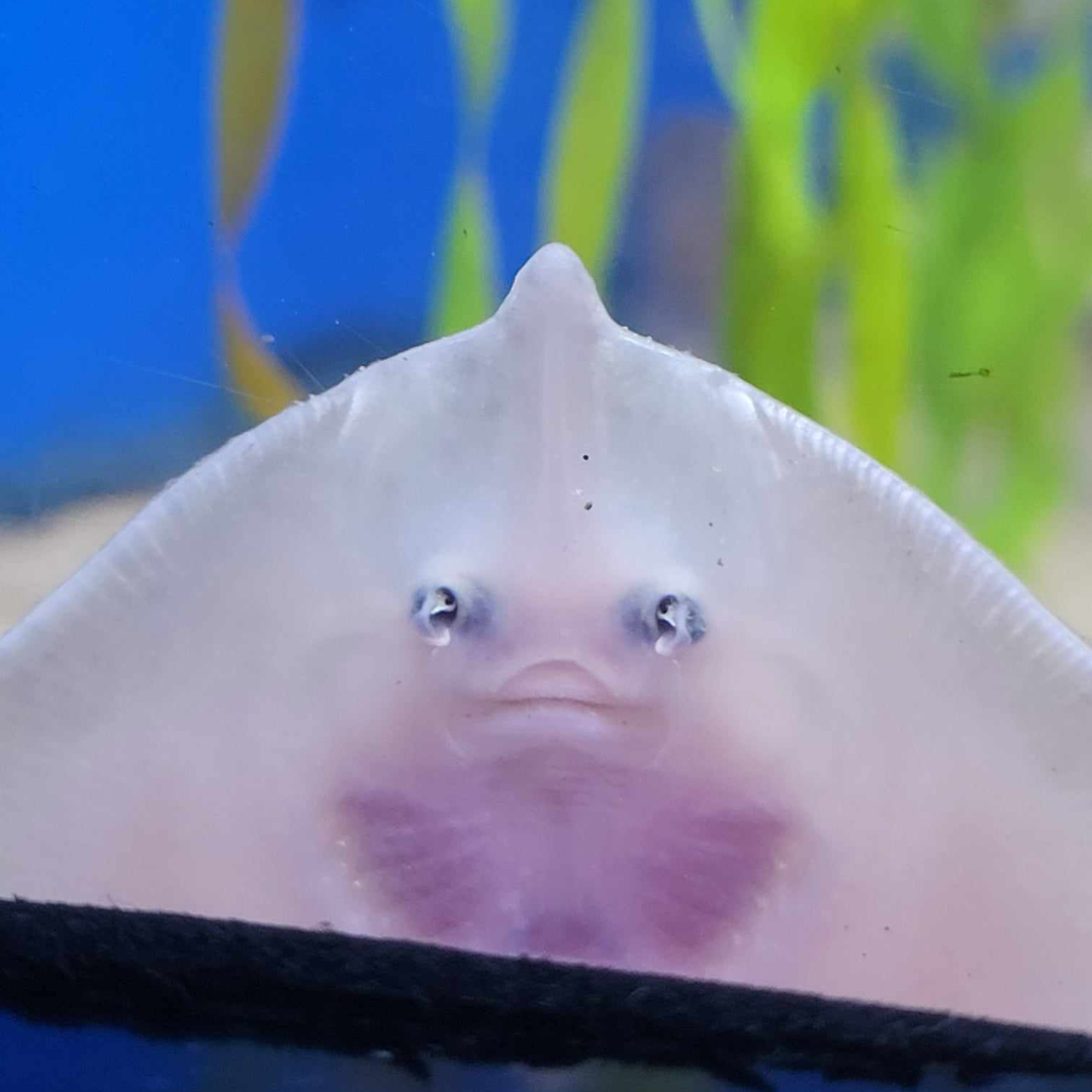 Plantilla de meme Stingray wall