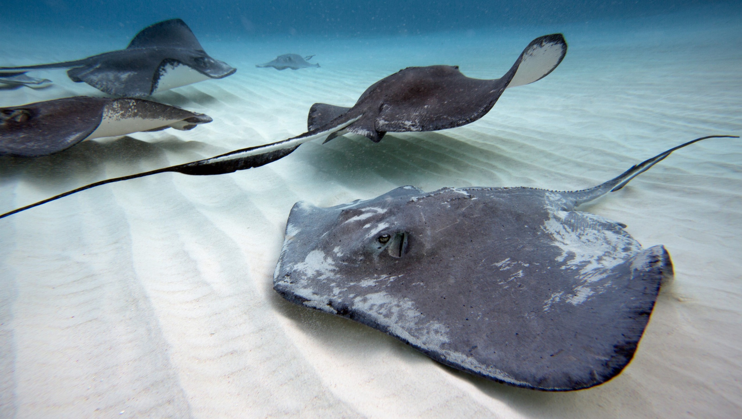 Plantilla de meme Stingrays
