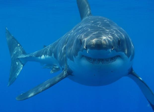 Plantilla de meme Straight White Shark