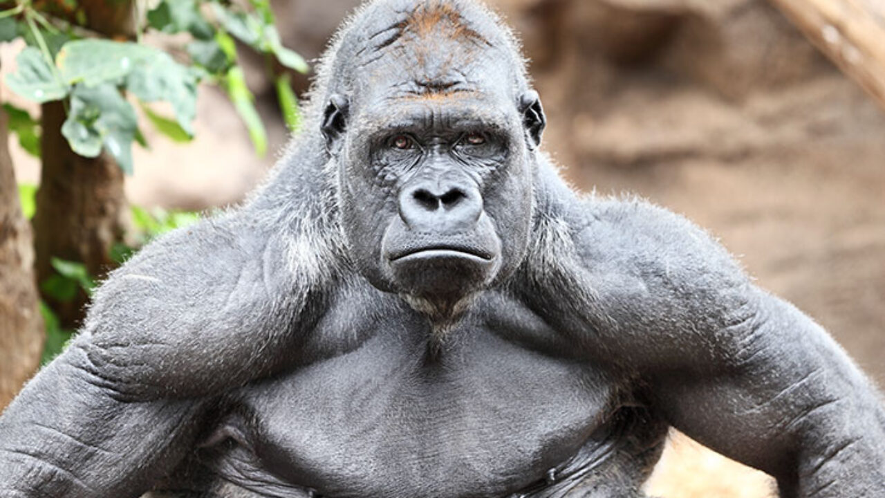 Template meme Strong APE holding gme