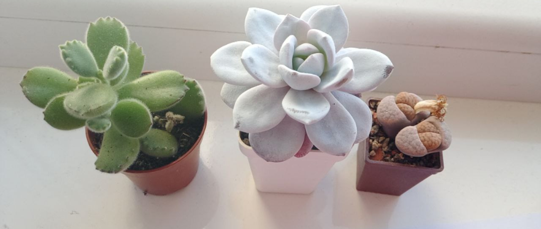 Succulents. meme template