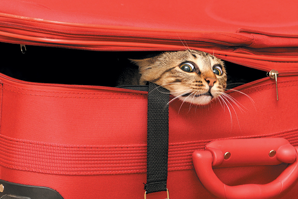 Plantilla de meme Suitcase Cat