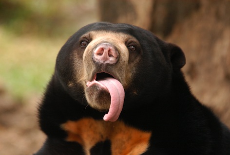 Plantilla de meme Sun Bear Rain meme