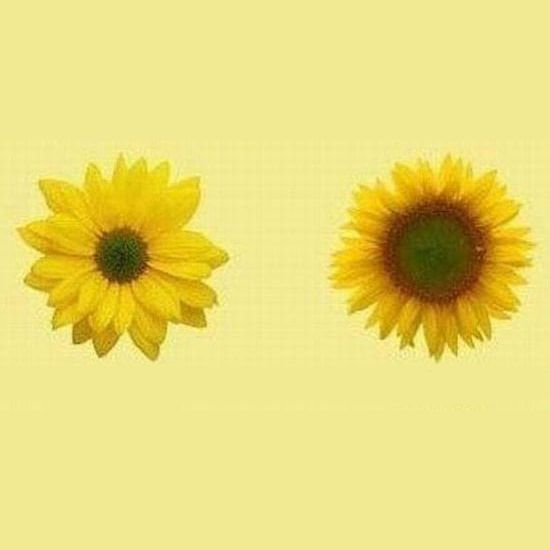 Sunflower Before After meme template