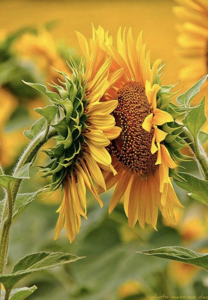 Sunflower love meme template