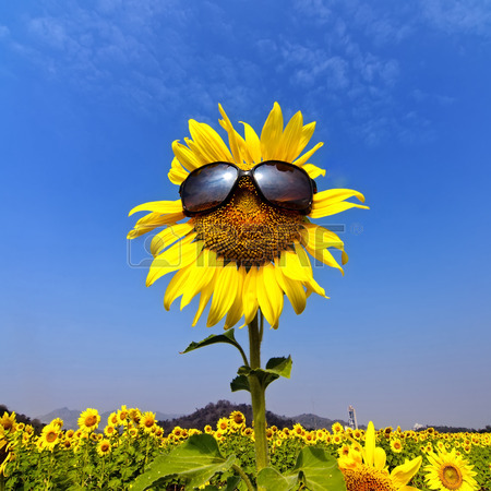 sunflower sunglasses meme template