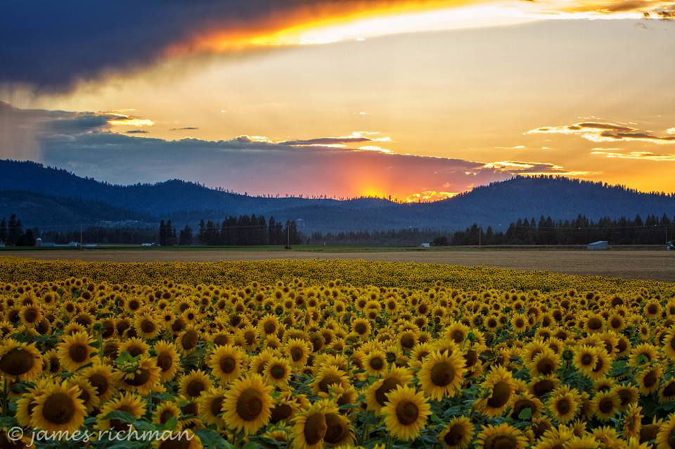 Sunflowers after rain meme template