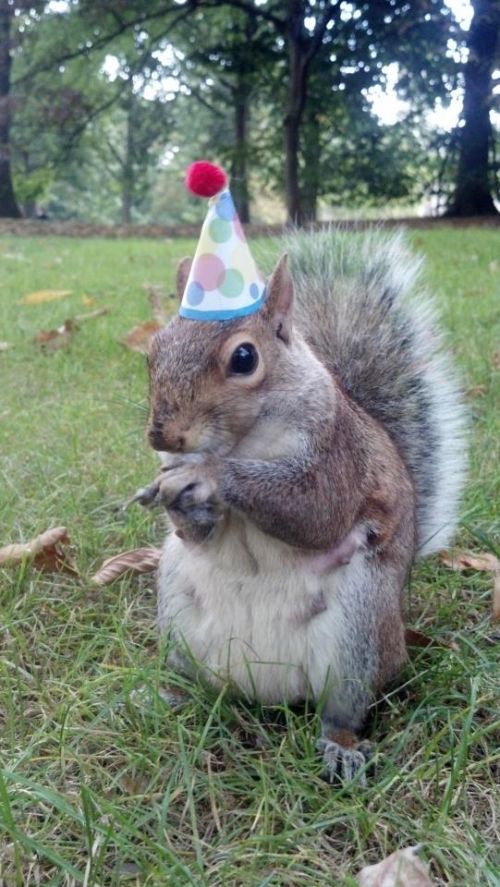 Template meme Super Birthday Squirrel