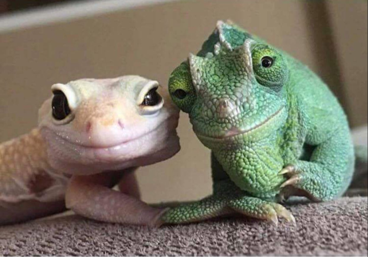 Plantilla de meme supportive lizards gecko grand-parents