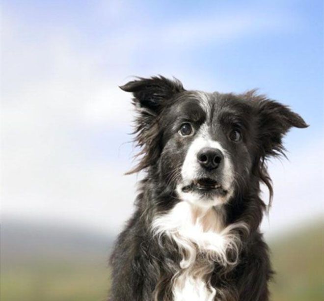 Plantilla de meme Surprised Border Collie