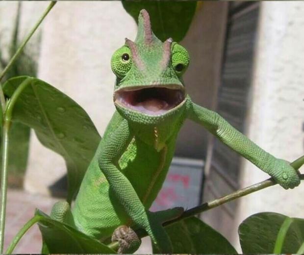 Surprised Chameleon meme template