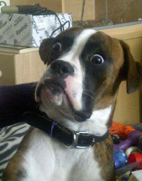 Plantilla de meme Surprised Dog