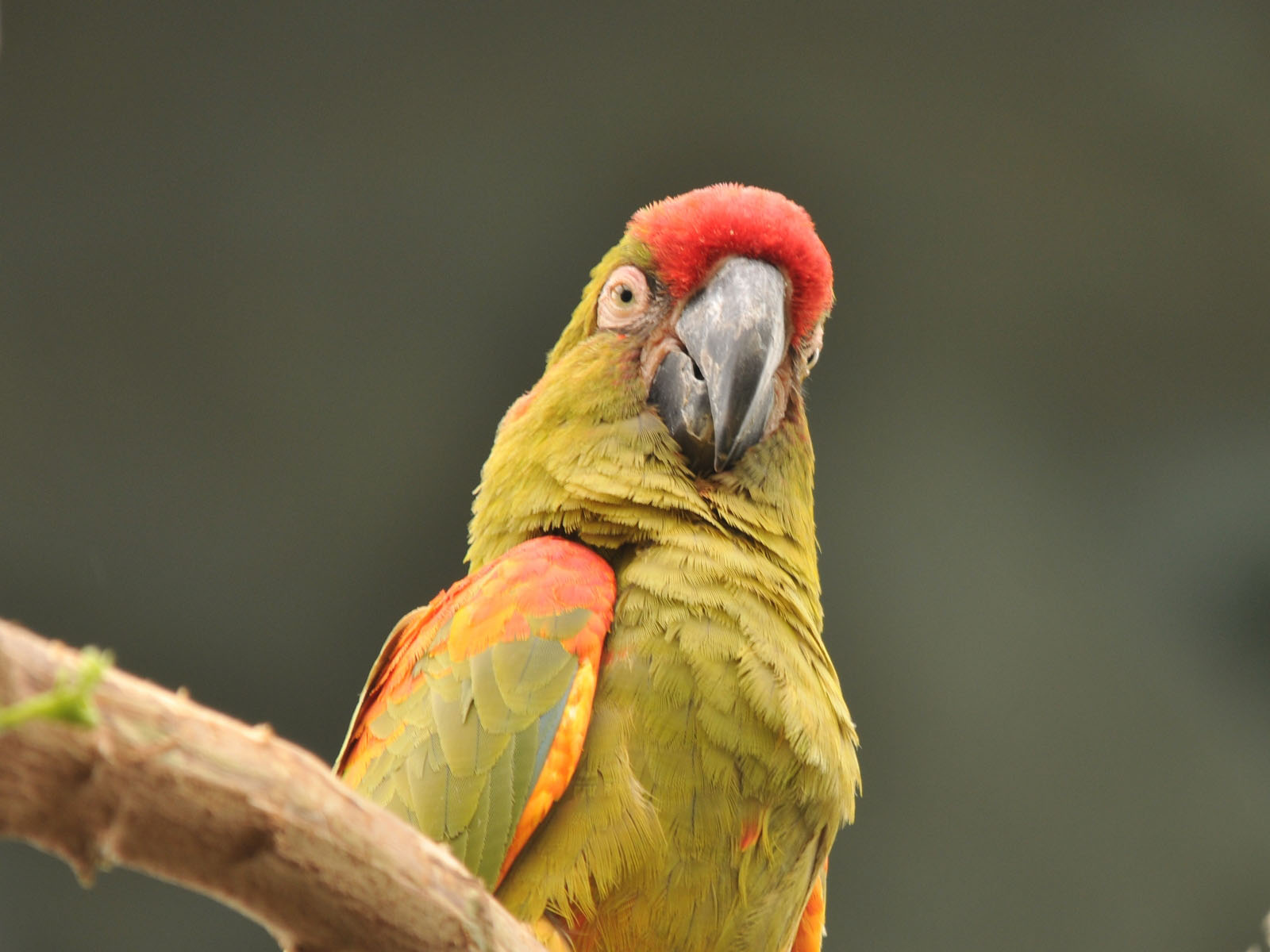 Plantilla de meme Surprised macaw