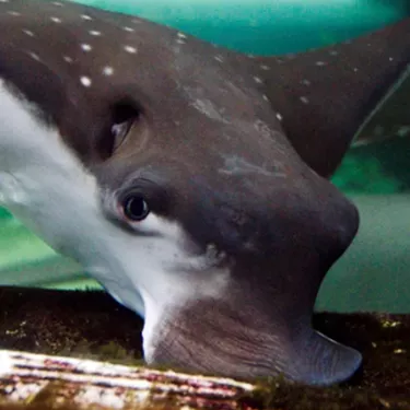 Plantilla de meme Surprised Manta Ray