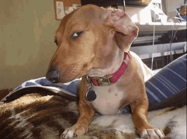sus dog meme meme template