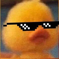 Plantilla de meme swag duck