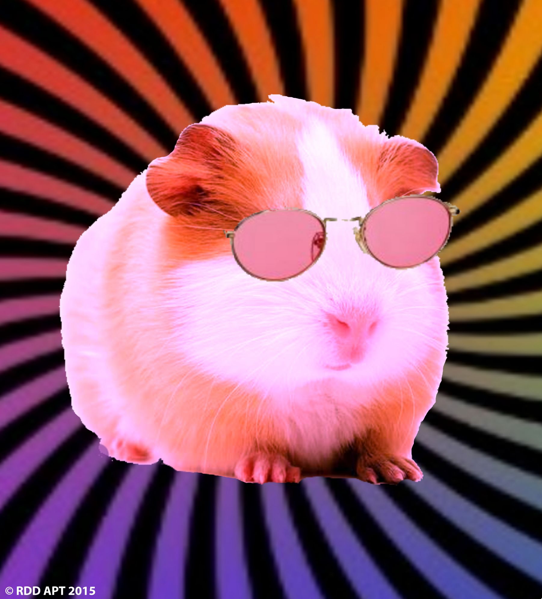 Template meme Swaggy the guinea pig