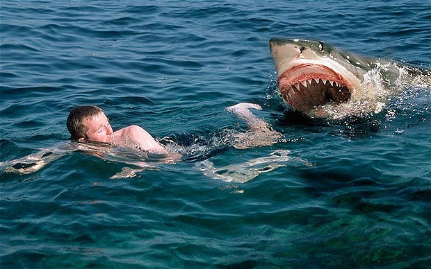 Plantilla de meme Swimming with sharks