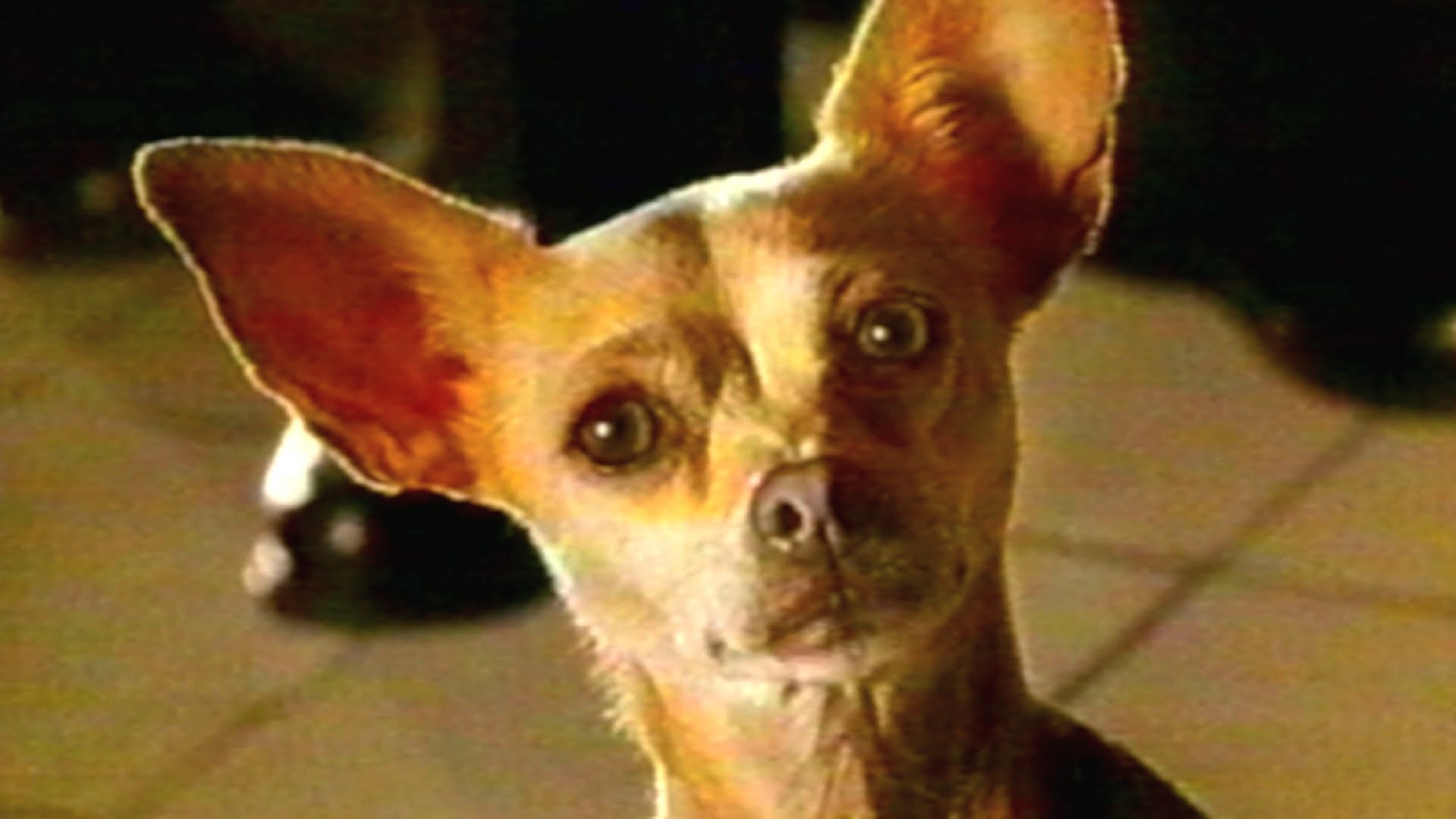 Plantilla de meme Taco Bell Chihuahua