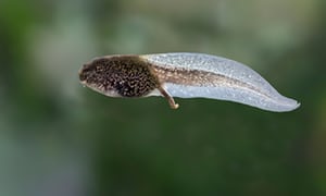 Plantilla de meme Tadpole