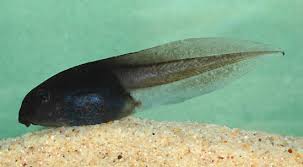 Plantilla de meme Tadpole Hunting