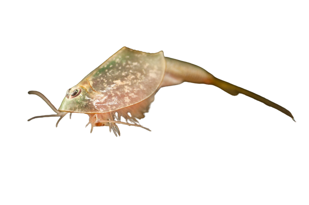 Plantilla de meme Tadpole Shrimp