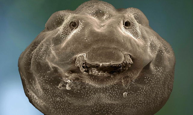 Plantilla de meme Tadpole Staring