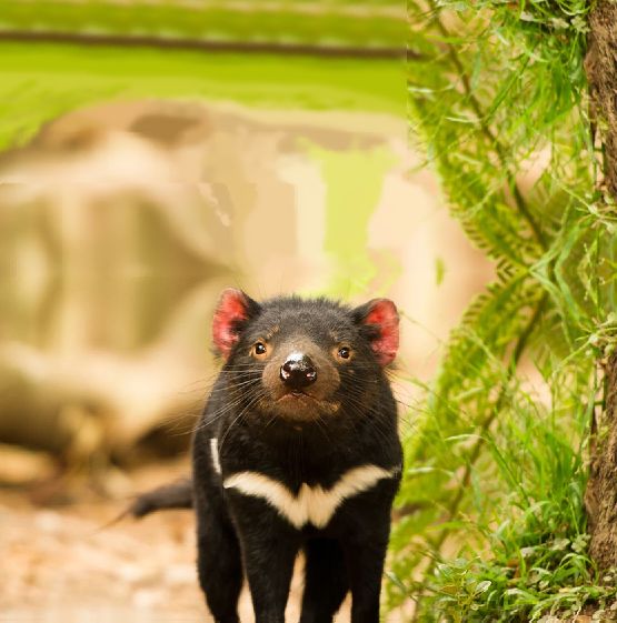 Plantilla de meme Tasmanian Devil