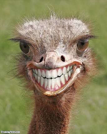 Plantilla de meme Teeth ostrich emu funny smile