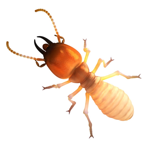 Plantilla de meme Termite