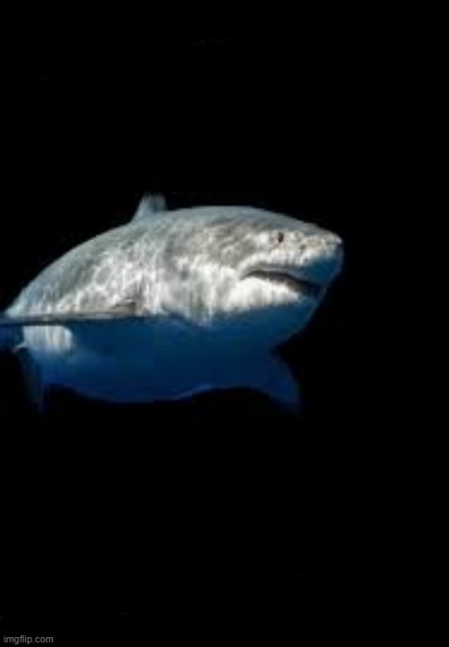 Template meme Terry the fat shark template