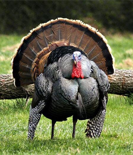 Template meme Thanksgiving Day